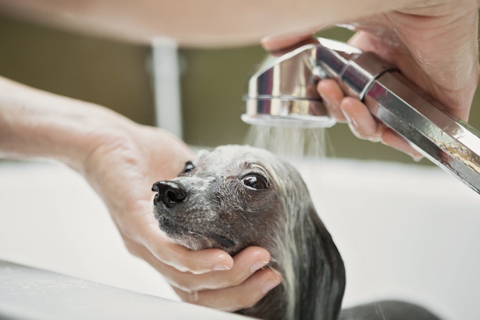 Cães com Pele Sensível: Prefira Shampoo para Cachorro Hipoalergênico