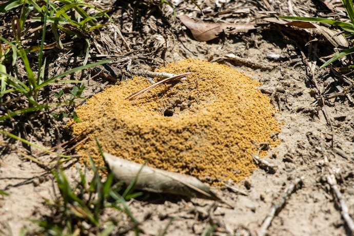 Veneno em Iscas para Formiga: Mais Eficientes no Controle de Infestações