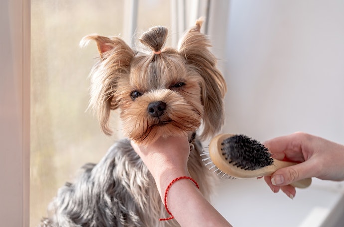 Escovas para Cachorro: para Desembaraçar e Dar Brilho nos Pelos