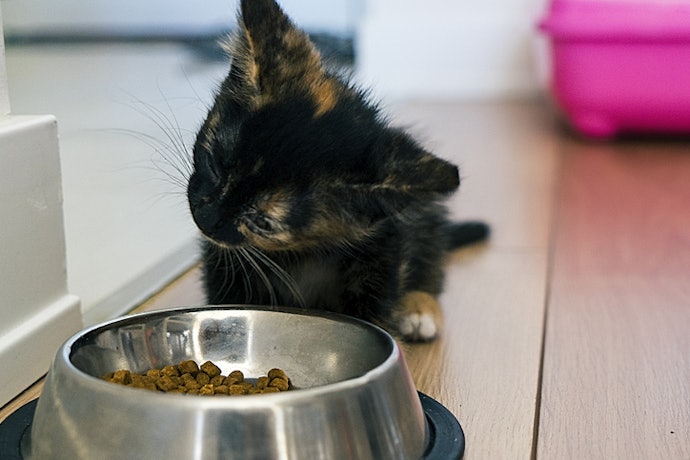 Para Ossos e Dentes Fortes, Opte por Rações para Gatos Filhotes com Cálcio e Fósforo