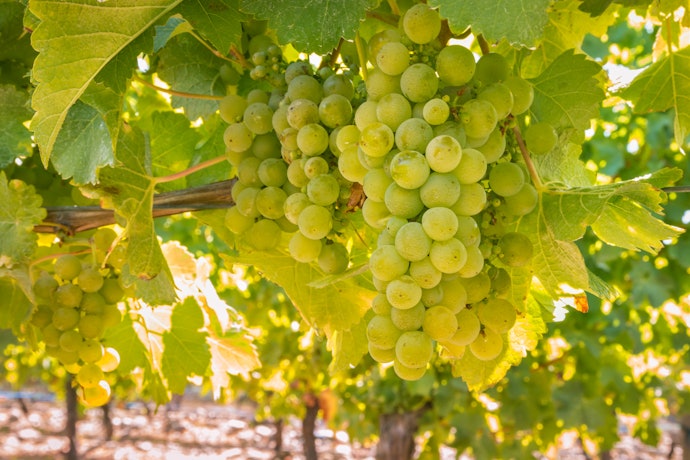 Sauvignon Blanc: Vinhos Mais Ácidos e Refrescantes