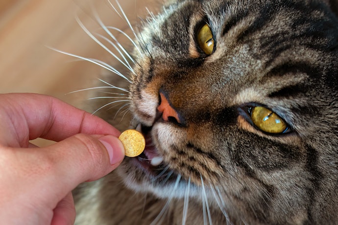 Para Proteger Mais de um Gato ou Infestações Intensas, Escolha Comprimido Antipulga para Gato