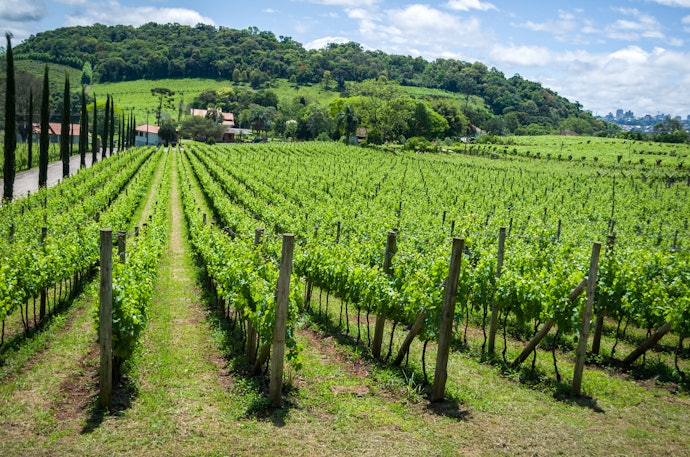 Vinho Brasileiro: Bebidas Boas e Baratas