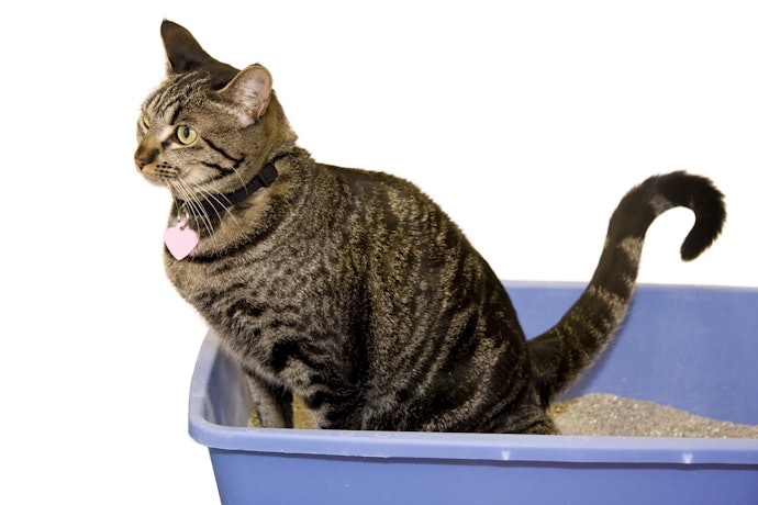Tem Condições de Limpar Todos os Dias? Escolha uma Caixa de Areia para Gatos Simples