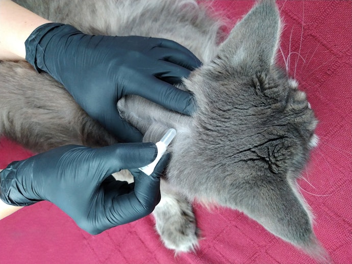 Para uma Opção Fácil de Usar e Acessível, Opte por Pipeta Antipulga para Gato