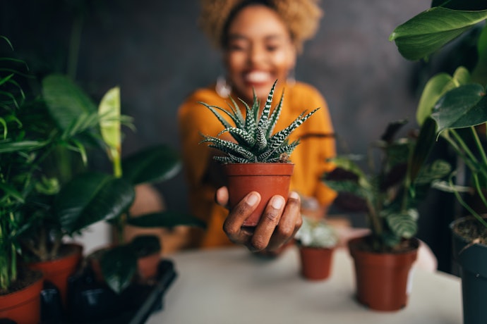 Para Plantas de Porte Pequeno, Escolha Vasos de Até 20 cm de Diâmetro