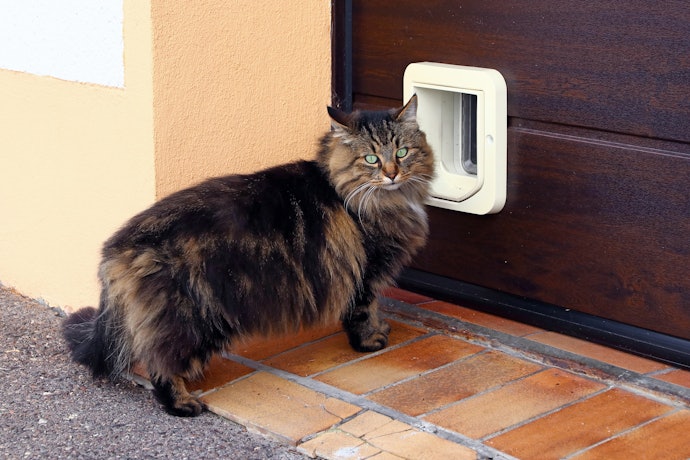 Para Gatos de Porte Grande, Opte por Portinhas Tamanho G