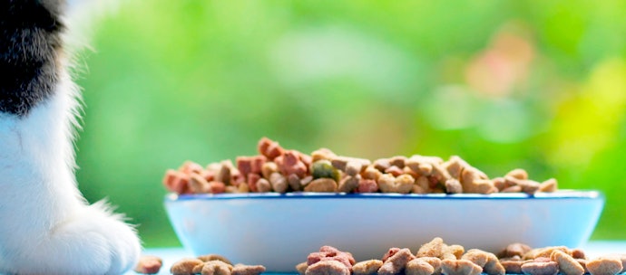 Para Mais Saciedade e Nutrientes, Prefira uma Ração para Gatos Premium