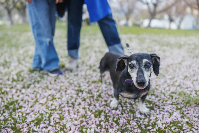 Seu Cão Anda com Dificuldade? Prefira Ração para Cachorro Idoso com Ômega-3, Colágeno e MSM