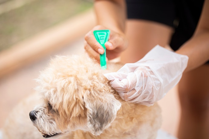 Se o Animal Tem Dificuldade para Engolir Comprimidos, Prefira Antipulgas para Cachorro em Pipeta