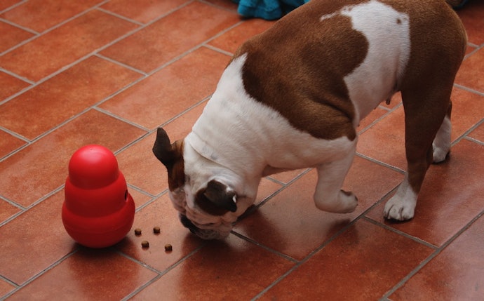 Brinquedos Recheáveis e Interativos: Perfeitos para Desafiar o Cão