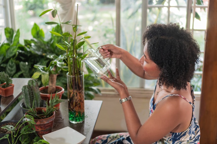 Para Espécies que Vivem na Água, Opte por um Vaso de Planta de Vidro