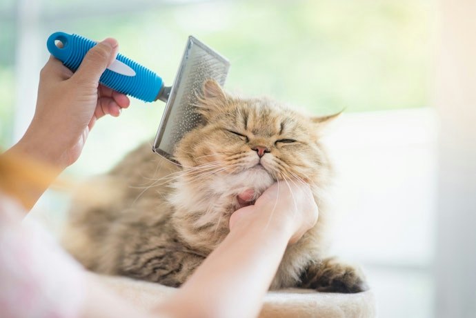 Quer uma Escova para Gatos de Pelo Longo? Opte por uma Escova Rake para Gatos ou Rasqueadeira