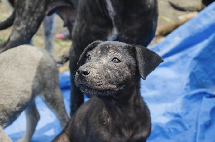 Quer um Remédio para Sarna no Olho de Cachorro? Prefira Pomadas ou Géis