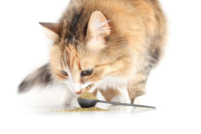 Para Manutenção da Saúde Intestinal no Dia a Dia, Opte por um Probiótico Pet em Pó