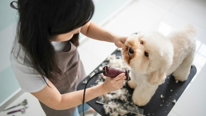 É Groomer ou Tosador? Opte por uma Máquina de Tosa Profissional com Lâmina Regulável