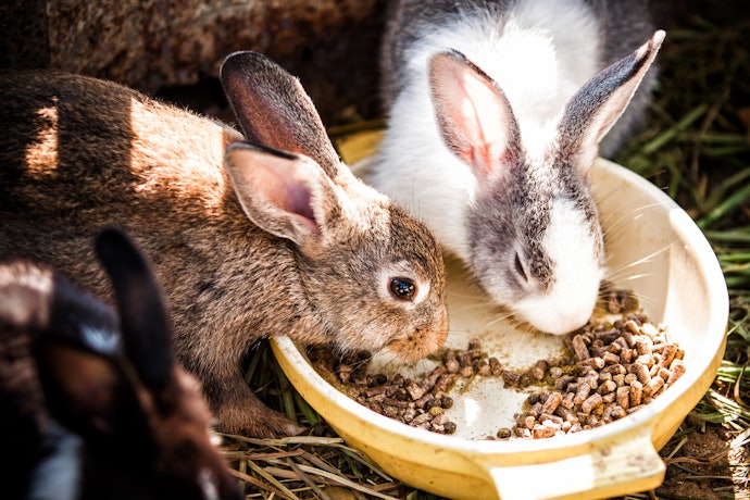 Para Coelhos Adultos, Escolha uma Ração com Aproximadamente 20% de Fibras e 15% de Proteínas
