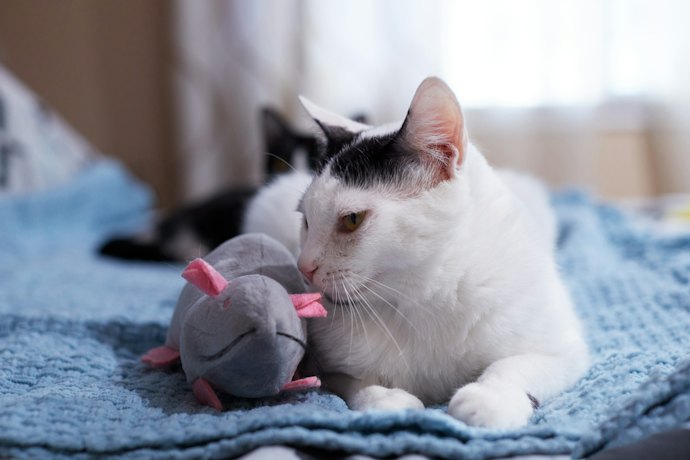 Para Aliviar o Estresse: Bichos de Pelúcia ou Brinquedo de Abraçar