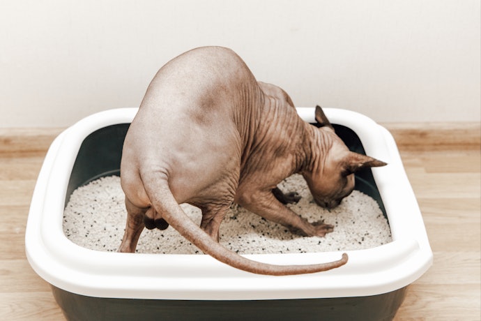 Para Locais com Boa Ventilação, Opte por uma Caixa de Areia para Gatos Aberta