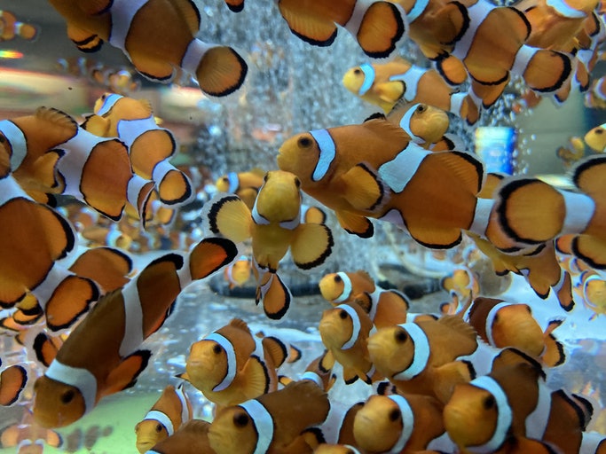 Se Tem um Aquário com Muitos Peixes, Prefira Filtros Externos