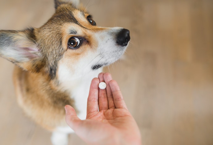 Para Quem Tem Mais de um Animal de Estimação, Opte por Antipulgas para Cachorro em Comprimido