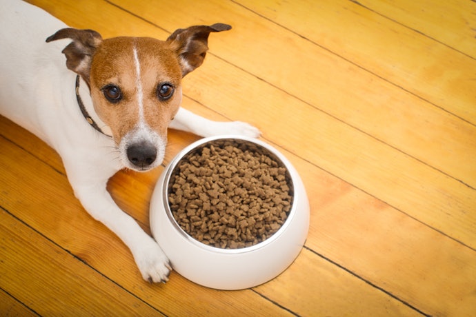 Ração Natural para Cachorro Adulto: Considere Opções com 26% de Proteínas de Qualidade