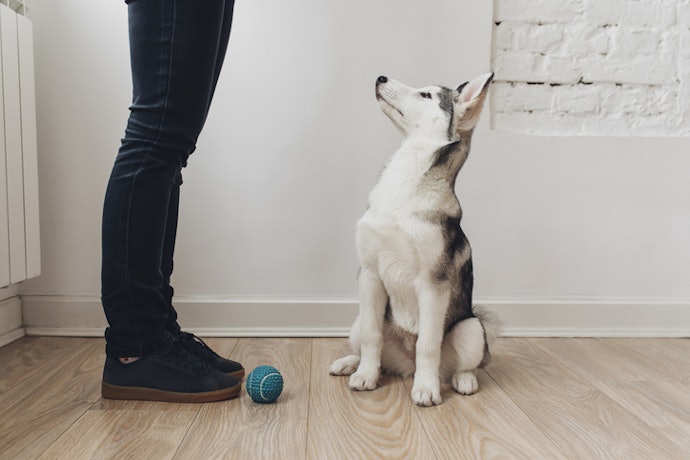 Para Melhora da Aprendizagem, Prefira Rações para Cães de Grande Porte Filhotes com DHA
