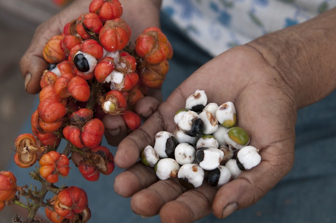 Guaraná: Planta com Alto Teor de Cafeína