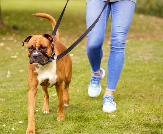 Seu Cachorro Será Adestrado ou Puxa Muito? Coleiras Cabresto ou Guia Unificada São Seguras
