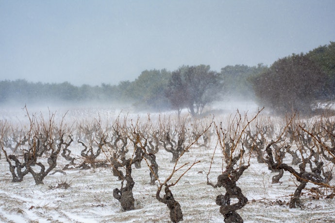 Países de Clima Frio: Vinhos mais Estruturados, Encorpados e Ácidos
