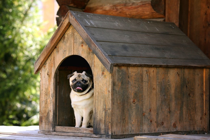Casas de Madeira: Mais Proteção para o Animal