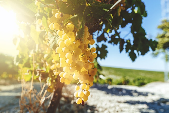 Chardonnay: Vinhos Versáteis e com Sabores Diferentes
