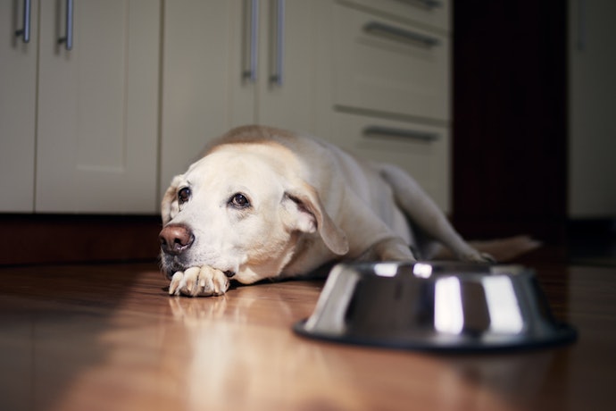Se o Seu Cachorro Tem Intestino Sensível, Opte por Ração com Fibras Solúveis e Prebióticos