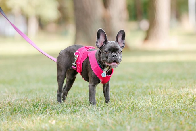 Para Cachorros Calmos, Prefira Coleiras Peitorais Colete