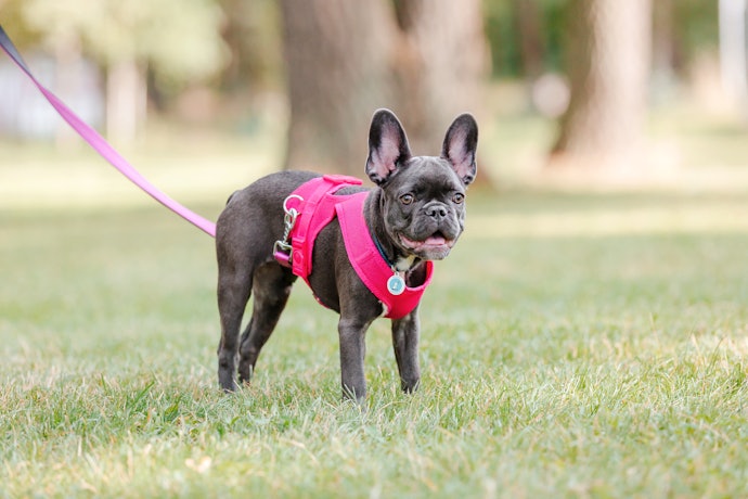 Para Cachorros Calmos, Prefira Coleiras Peitorais Colete