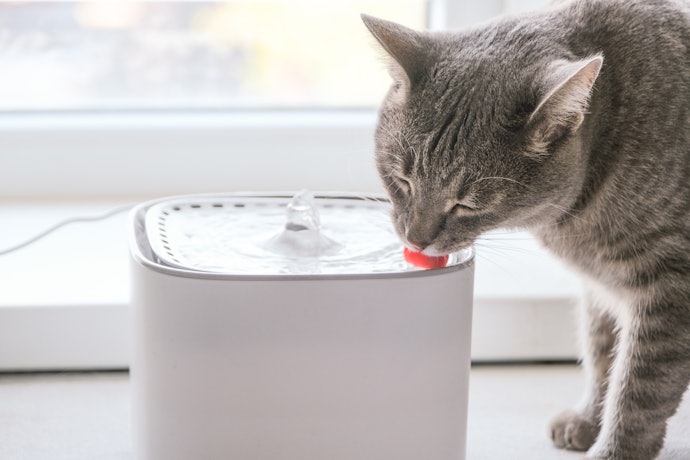 Se Não Quiser se Preocupar com Recarga, Prefira Bebedouros para Gatos com Fio