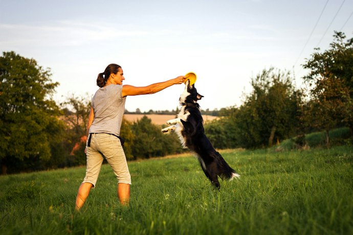 Para Cães que Gostam de Pular: Bolas e Frisbees Divertem e Promovem um Exercício Saudável