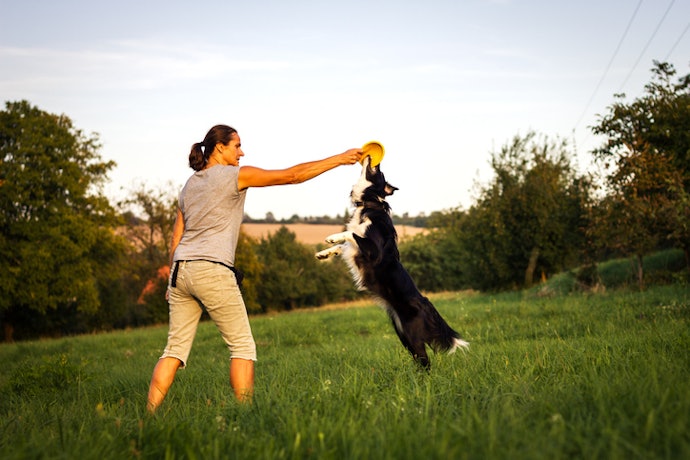 Para Cães que Gostam de Pular: Bolas e Frisbees Divertem e Promovem um Exercício Saudável