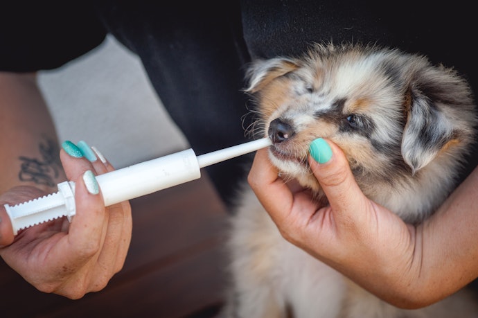 Para Tratar Diarreias Fortes, Prefira um Probiótico para Cães e Gatos em Pasta