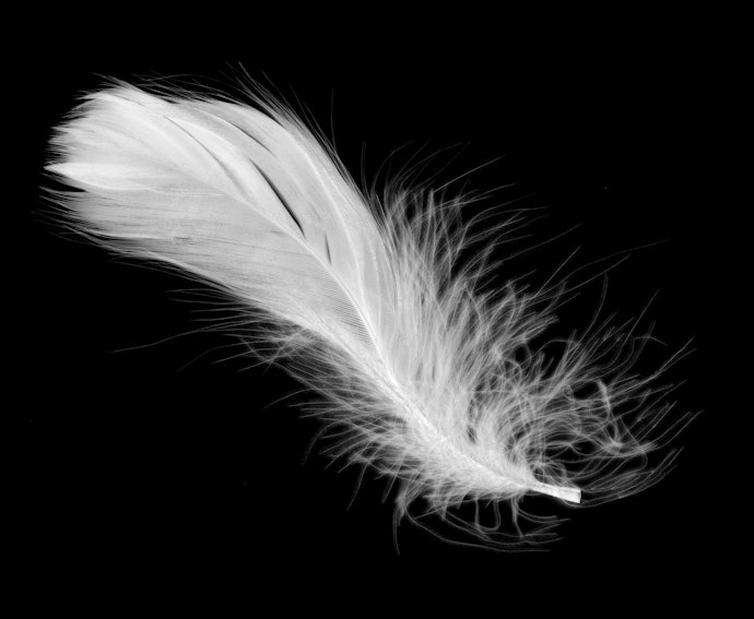 Plumas Têm Alta Capacidade Térmica e São Leves