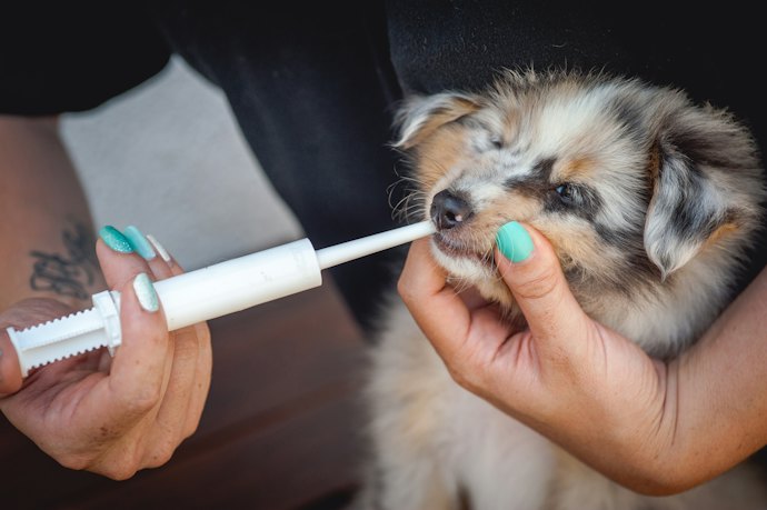 Para Tratar Diarreias Fortes, Prefira um Probiótico para Cães e Gatos em Pasta