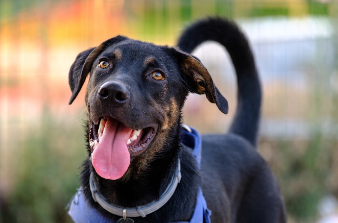 Para Reduzir a Frequência das Aplicações, Escolha a Coleira Antipulgas para Cachorro