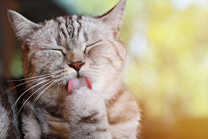 Shampoo a Seco para Gatos: Indicado para Banhos Esporádicos