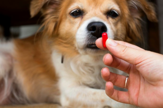 Para Oferecer uma Dose Mais Precisa, Prefira um Probiótico Pet em Cápsulas ou Tablete