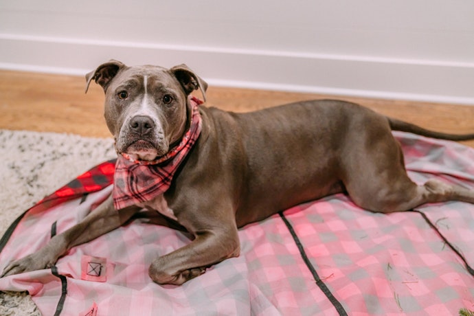 Para Pitbulls Idosos, Invista em Rações com Ômegas 3 e 6, Vitamina E e Probióticos