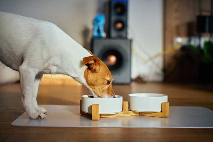 Busca Equilíbrio entre Preço e Nutrição? Prefira Ração Premium para Cachorros Pequenos