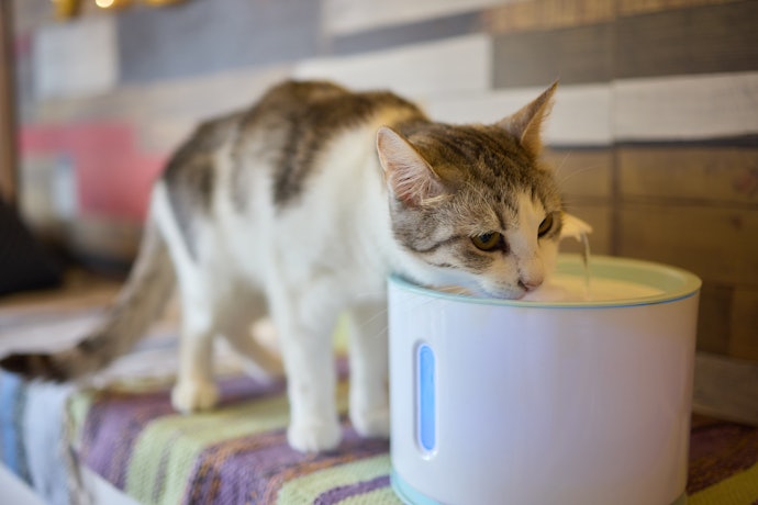 Precisa Colocar o Bebedouro para Gato Longe de Tomadas? Prefira Modelos a Bateria