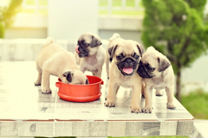 Se Quer uma Ração para Pug Filhote, Priorize Opções com 31% de Proteínas de Qualidade