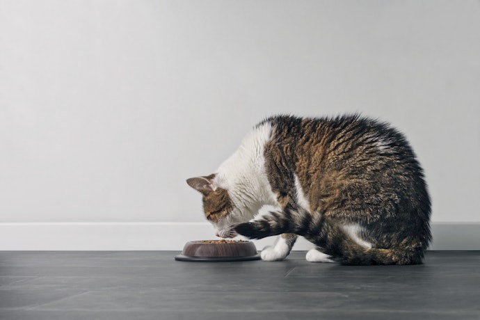 Para a Saúde dos Gatos com Mais de 9 Anos, Opte por Ração para Gatos Idosos